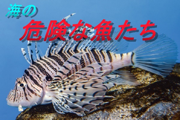 海の危険な魚たち 写真3
